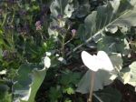 Cabbage white butterfly on broccoli