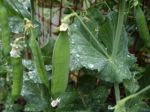 Peas - ready for picking