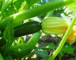 Zucchini - get ready for great summer eating