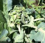 Aphid damage on Pat's cabbage