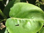Pear and Cherry slug on pear leaf
