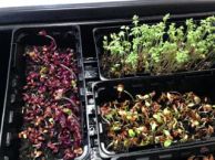 Radish, Cress and Linseed micro greens after 4 days