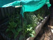 Spinach protected from the hot sun by shade cloth