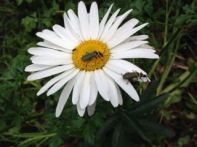 Soldier beetles - looking for aphids to eat