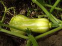 Developing Butternut pumpkin