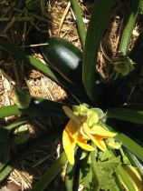 Zucchini ready to pick 2 days ago