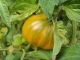 Italian tomato - nearly ripe