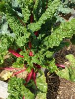 One of the 5 coloured silverbeet