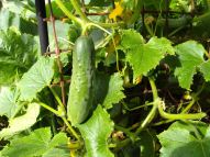 Cucumber ready for picking