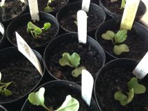 New seedlings - potted up and labelled