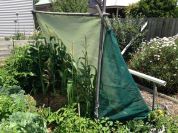 Shadecloth shelter on west side of box