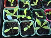 Calendula seedlings starting to grow