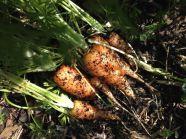 Sow carrot seeds now for carrots in September