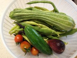 March harvest basket