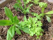 Newly planted lettuces need protection from hot sun