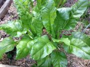 New silverbeet plants starting to grow