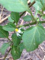 Deadly nightshade develops small black berries that are poisonous