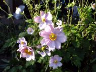 Wind Anemones blooming in autumn