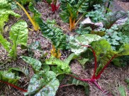 Red and yellow silver beet after a good picking