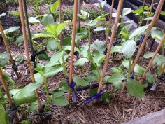 Young broad bean plants with their supports