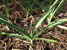 Garlic likes a weed-free environment