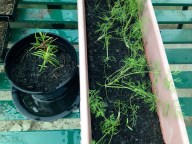 Dill seedlings and rosemary cuttings in the greenhouse