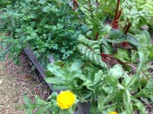 Self-sown parsley and calendula keeping company with the silver beet