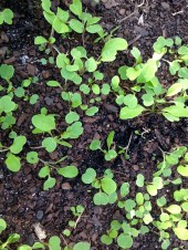 Rocket seedlings growing well