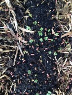 Snail bait protecting the radishes