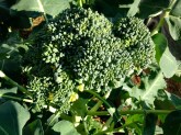 Broccoli - ready for picking