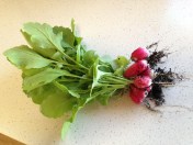 Radishes grow well through the winter