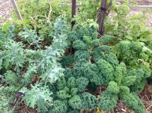 Red and curly kale - it could become rabbit food