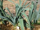 Leeks are useful in the kitchen