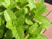 Mint is growing well now