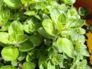 New growth on the oregano