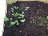 Broccoli seedlings - ready to pot up