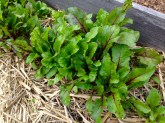 Time to thin out the beetroot