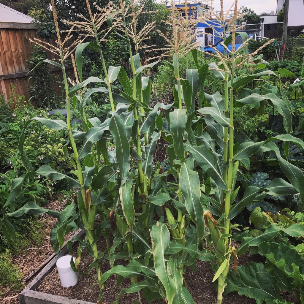 A close up photo of corn growing in a small plot
