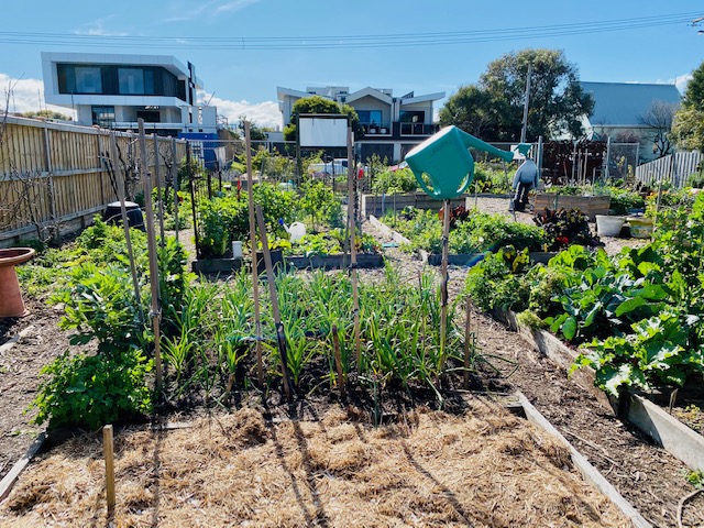 A large garden plot with plants growing in neat roles supported by wooden stakes. Adjacent plots are full of healthy looking plants