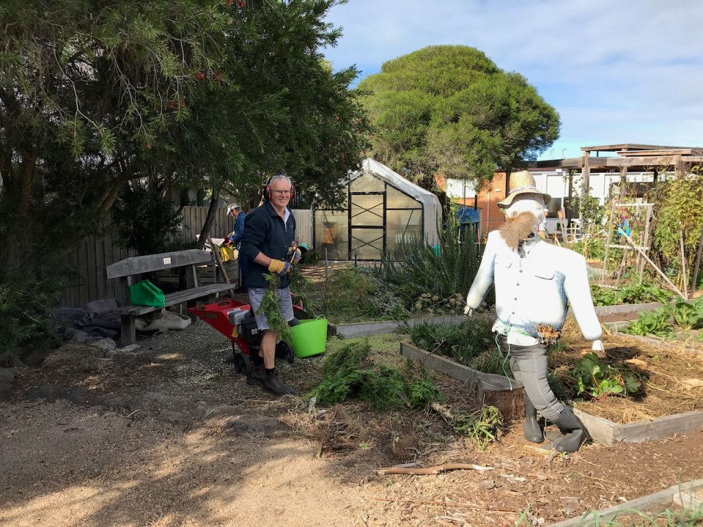 A male garden member standing next to an overhanging tree wearing gardening gloves and ear protection. He is holding small tree branches he has just cut with an electric saw. A scarecrow dressed like a fat man is positioned near him.
