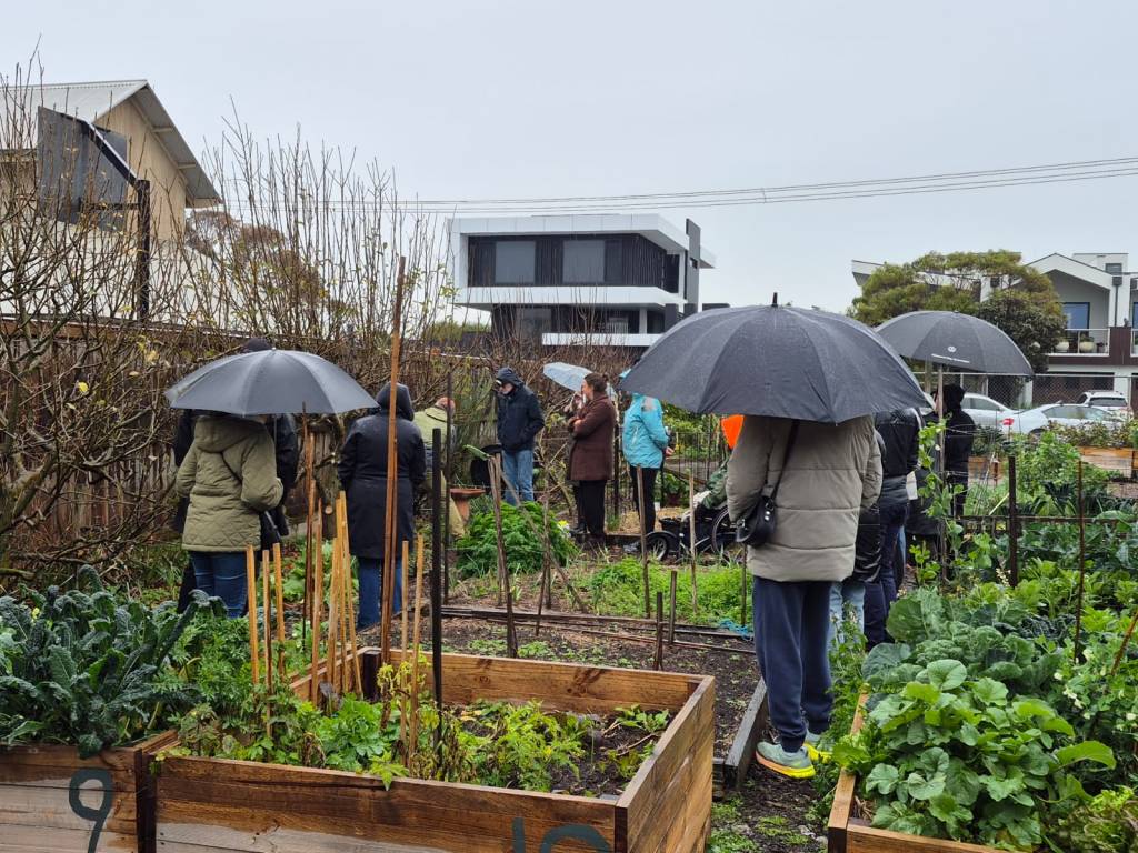8 people holding umbrellas standing amongst Garden beds facing fruit trees along the western wall of the Garden