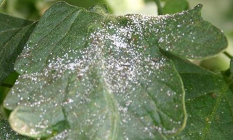 Green tomato leaf with psyllid sugar on it. It looks like a light dusting of sugar on the leaf