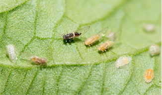 TPP adults and nymphs on a tomato leaf