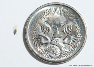 The large image of the tails side of a 5 cent coin next to a tiny TPP mite, showing the relative size of the mite