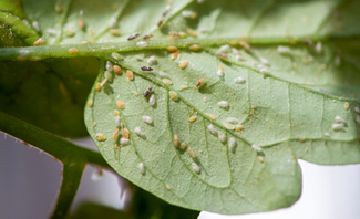 Close up view of small mites and bugs on the underside of a tomato leaf